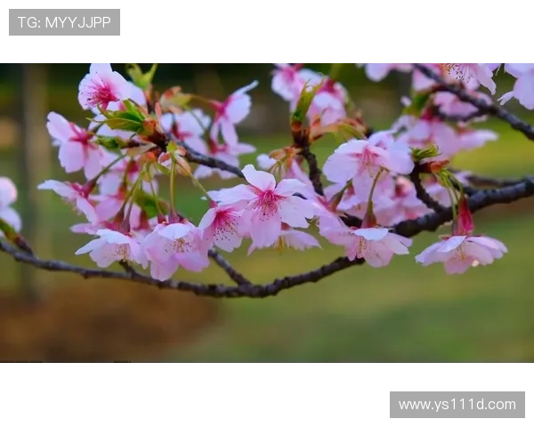 西甲春天不会是一片玫瑰园之路